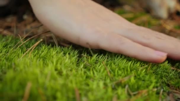 Female hand touching softly the moss on the ground — Stock Video