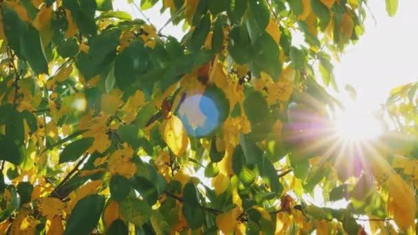 Zelené a žluté listy na stromě ve slunečním světle — Stock video