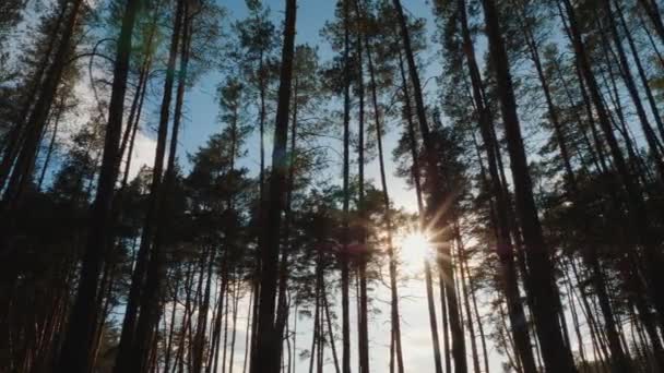 Солнце и солнечные лучи сквозь ветви и стволы деревьев — стоковое видео