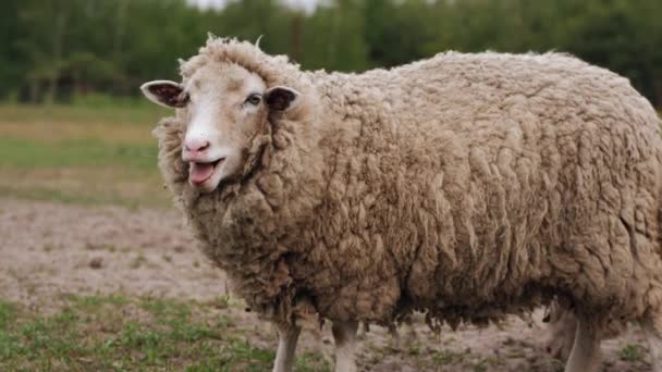 Ett får betar på en äng, närbild — Stockvideo