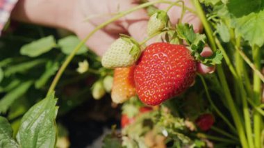 Kız çalılıktan büyük olgun bir çilek topluyor, yakın plan.