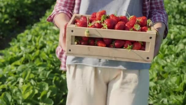 Una mujer lleva una caja llena de fresas maduras, primer plano — Vídeos de Stock