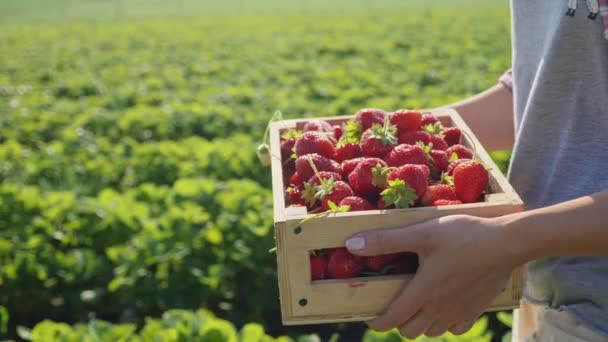 Eine Frau trägt eine volle Schachtel reifer Erdbeeren — Stockvideo