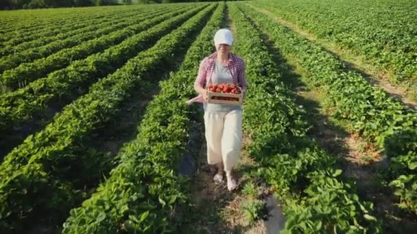 Agricultor carrega uma caixa cheia de morangos maduros no campo — Vídeo de Stock