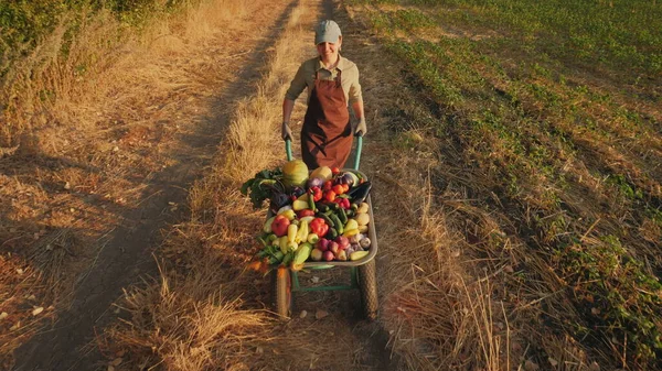 Chica agricultor rueda una carretilla con verduras — Foto de Stock