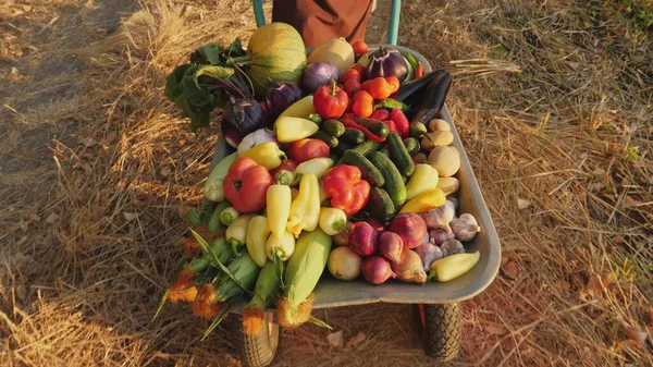 Top view of a farmer rolls a wheelbarrow filled vegetables