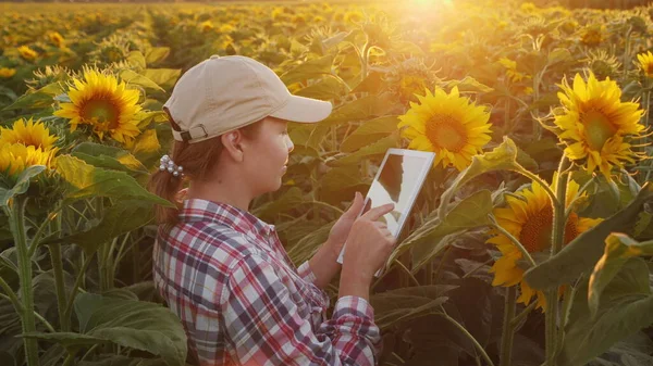 ひまわり畑で働く女性はデジタルタブレットを使う — ストック写真