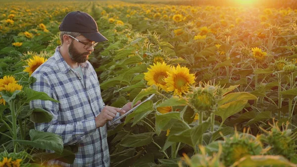 Agricoltore lavora in un campo di girasoli, utilizza un tablet digitale — Foto Stock