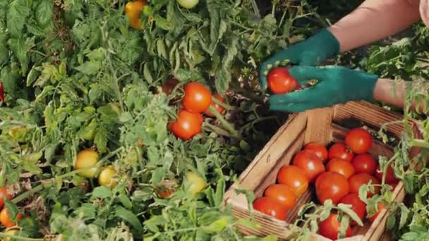 Um fazendeiro colhendo tomates de uma planta em um campo, de perto — Vídeo de Stock