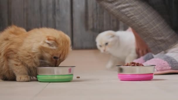 Twee katten eten droog voedsel uit metalen kommen — Stockvideo