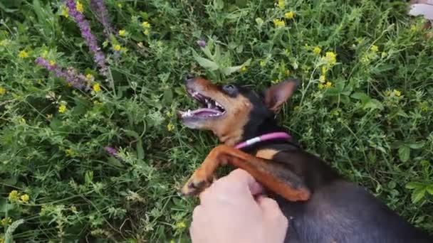 Homme caressant un chien couché sur l'herbe — Video