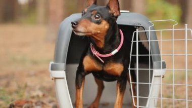 Minyatür Pinscher köpeği yolculuktan sonra nakliye kutusundan kaçar.