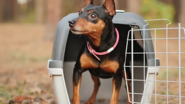 Zwergpinscher-Hund läuft nach Fahrt aus Transportbox — Stockvideo