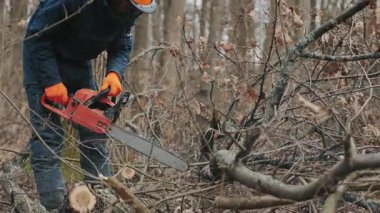 Koruyucu giysili bir oduncu ve turuncu eldivenli bir oduncu, iş sırasında ormanda testereyle düşen ağaç dallarını kesiyor.