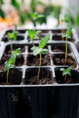  Esrar fidan kapalı tıbbi esrar