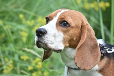 Beagle köpek ormandaki yaptı loking olduğunu. Görünümü kapatın. Kopyala Yapıştır.