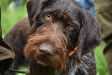 Av sezonu sürecinde, Alman wirehaired ibre köpek görünümü kapatın.