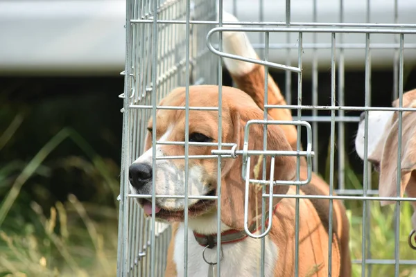 Beagles kukla kutusunda, lookint içine kamera olduğunu.