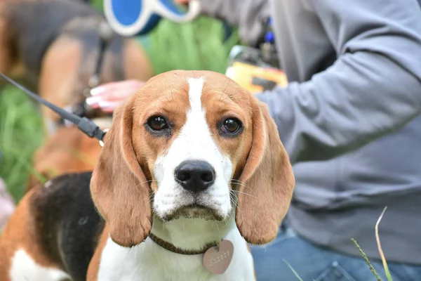 Beagle Bosque Está Mirando Cámara Vista Cerca Copiar Pasta — Foto de Stock