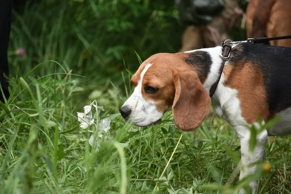 Beagle Bosque Oliendo Hierba Copiar Texto — Foto de Stock