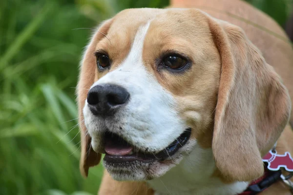 Beagle Bosque Está Izquierda Vista Cerca — Foto de Stock