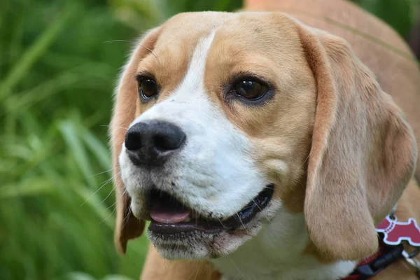 Beagle ormandaki yaptı loking olduğunu. Görünümü kapatın.