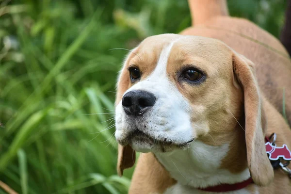 Beagle Perro Bosque Está Mirando Izquierda Vista Cerca Copiar Pasta — Foto de Stock