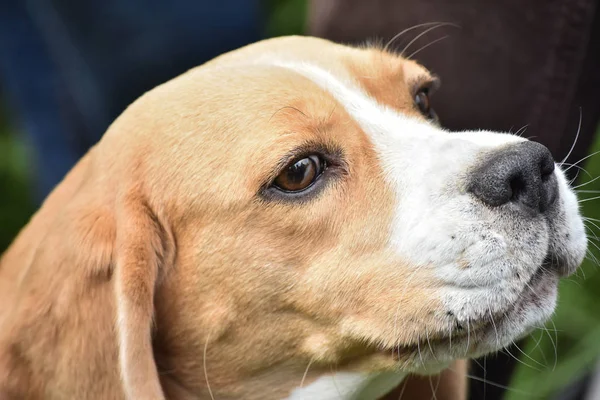Komik beagle köpek sağa bakıyor.