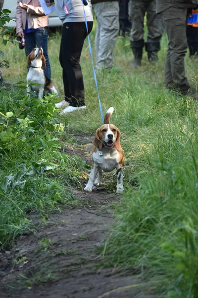 Orman uzun kira kontratı üstünde Beagle kameraya bakıyor.