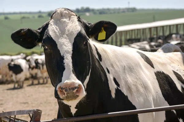 Czarno Białe Krowy Stajni Farmie Bliska — Zdjęcie stockowe