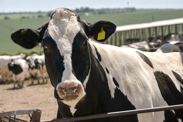 Vache Noire Blanche Écurie Dans Cour Ferme Fermer — Photo