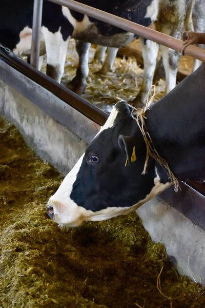 Agriculture industry, farming and animal husbandry concept -cow eating hay in cowshed on dairy farm.