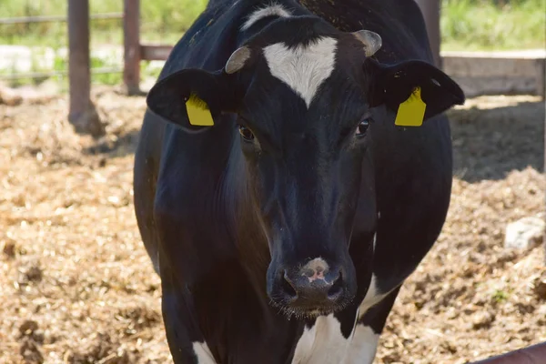 Vache Aux Yeux Tristes Dans Écurie — Photo