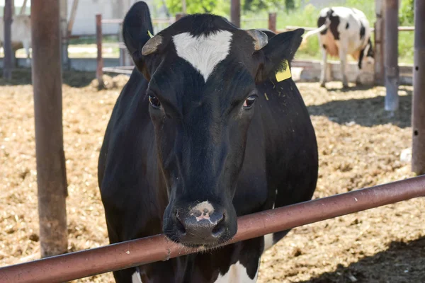 ファームの牛 安定の黒と白の牛 — ストック写真