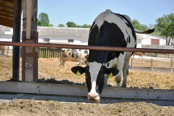 Vache Ferme Regardant Caméra — Photo