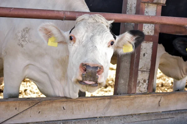 Vache Blanche Drôle Regardant Caméra — Photo