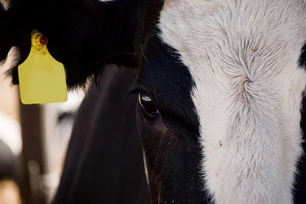 Noir Blanc Vache Sérieuse Regardant Caméra — Photo