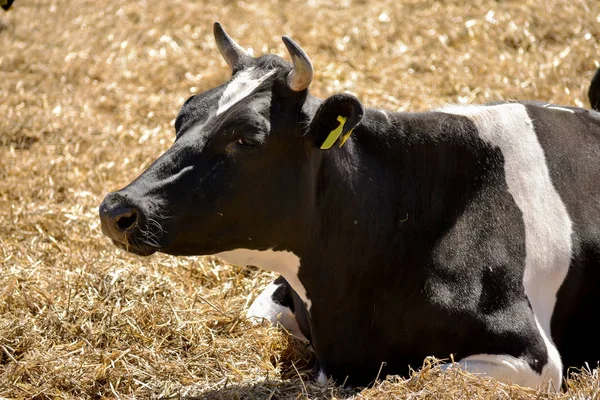 Triste Noir Blanc Vache Regarde Caméra — Photo