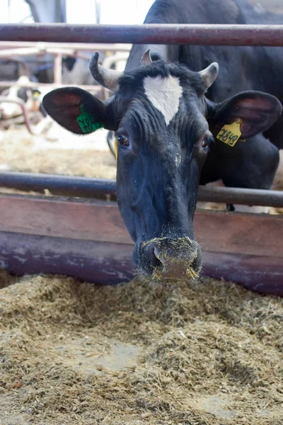 Triste Noir Vache Regarder Caméra — Photo