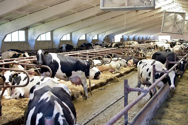 Agricole Groupe Vaches Dans Une Étable — Photo