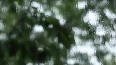 Pencereden süzülen yağmur damlaları ağaçlardaki yaprakların arka planına çarpıyor.