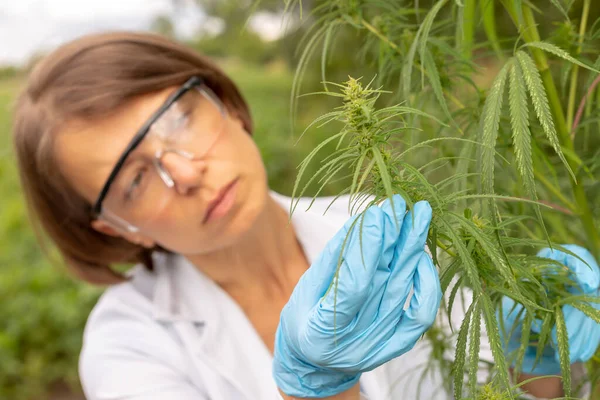 Medical Scientist Woman Researcher Checks Hemp Plants — Stock Photo, Image