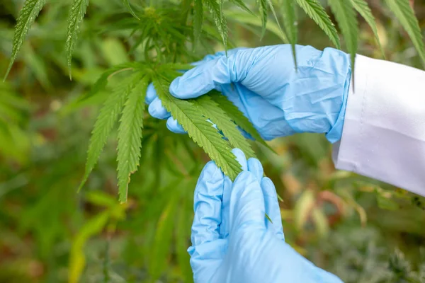 Nahaufnahme Von Cannabis Den Händen Forschung Hanf Mit Gummihandschuhen — Stockfoto