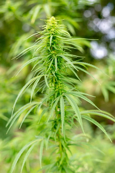 Cannabis Blattbüsche Hanf Aus Nächster Nähe — Stockfoto