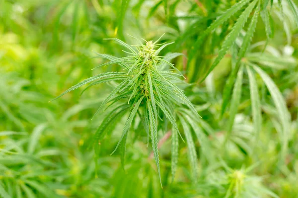 Cannabis Blattbüsche Hanf Aus Nächster Nähe — Stockfoto