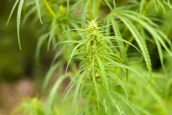 Cannabis Blattbüsche Hanf Aus Nächster Nähe — Stockfoto