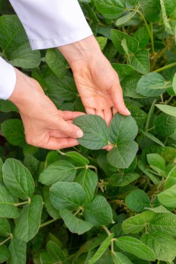Yeşil yapraklar tutan kadın, kırpılmış resim.
