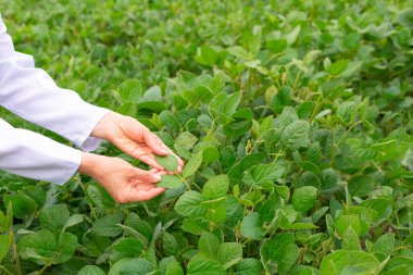 Yeşil yapraklar tutan kadın, kırpılmış resim.