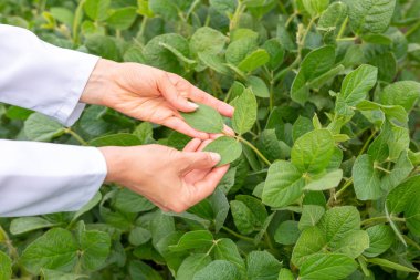 Çiftçi elleri soya yapraklarını inceliyor. Tarım uzmanı soya fasulyesi bitkisine bakıyor..