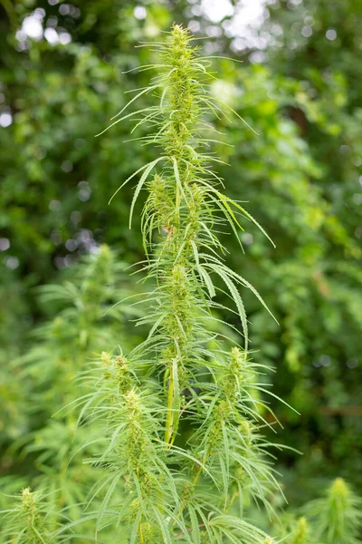 Cannabis Pflanze Nahaufnahme Von Hanf — Stockfoto